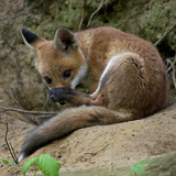 Young wild animals